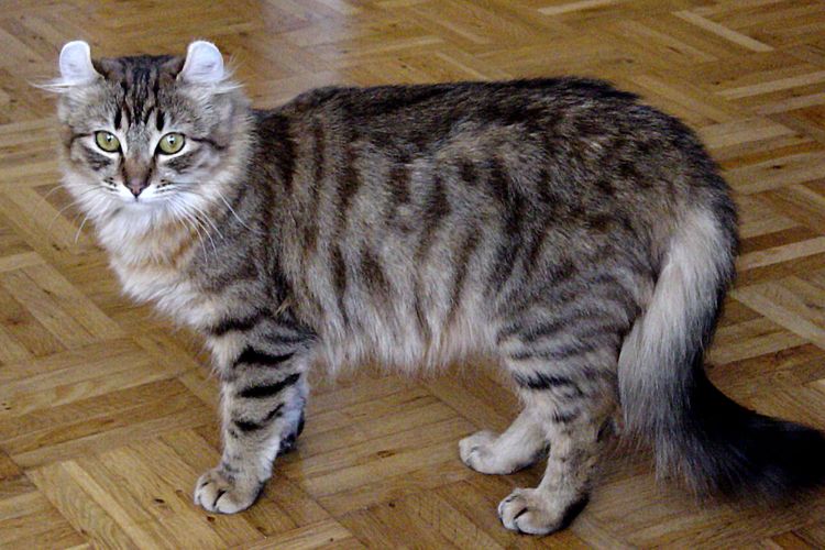 Ilustrasi ciri-ciri ras kucing American Curl.