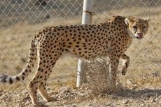 Tinggal 50 Ekor, Iran Berusaha Atasi Populasi Cheetah Asia
