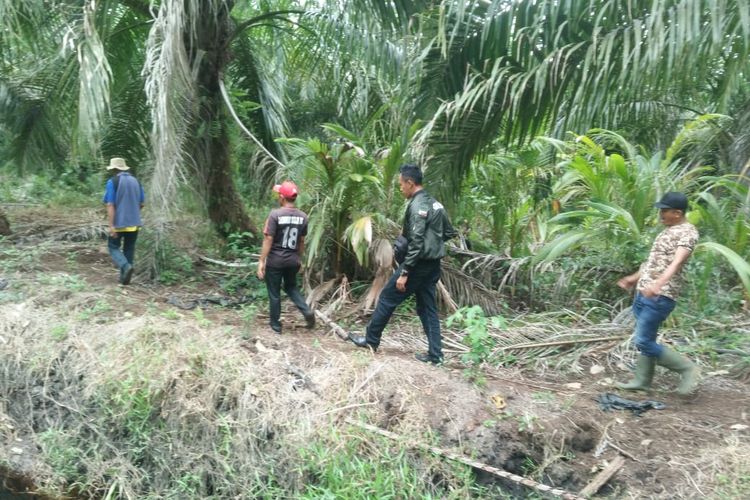 Petugas BBKSDA Riau melakukan pengecekan ke lokasi harimau sumatera yang diduga menyerang sapi milik warga di Desa Labuan Bilik, Kecamatan Teluk Meranti, Kabupaten Pelalawan, Riau, Kamis (11/4/2019). 