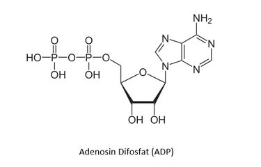 Apa itu Adenosin Difosfat (ADP)?