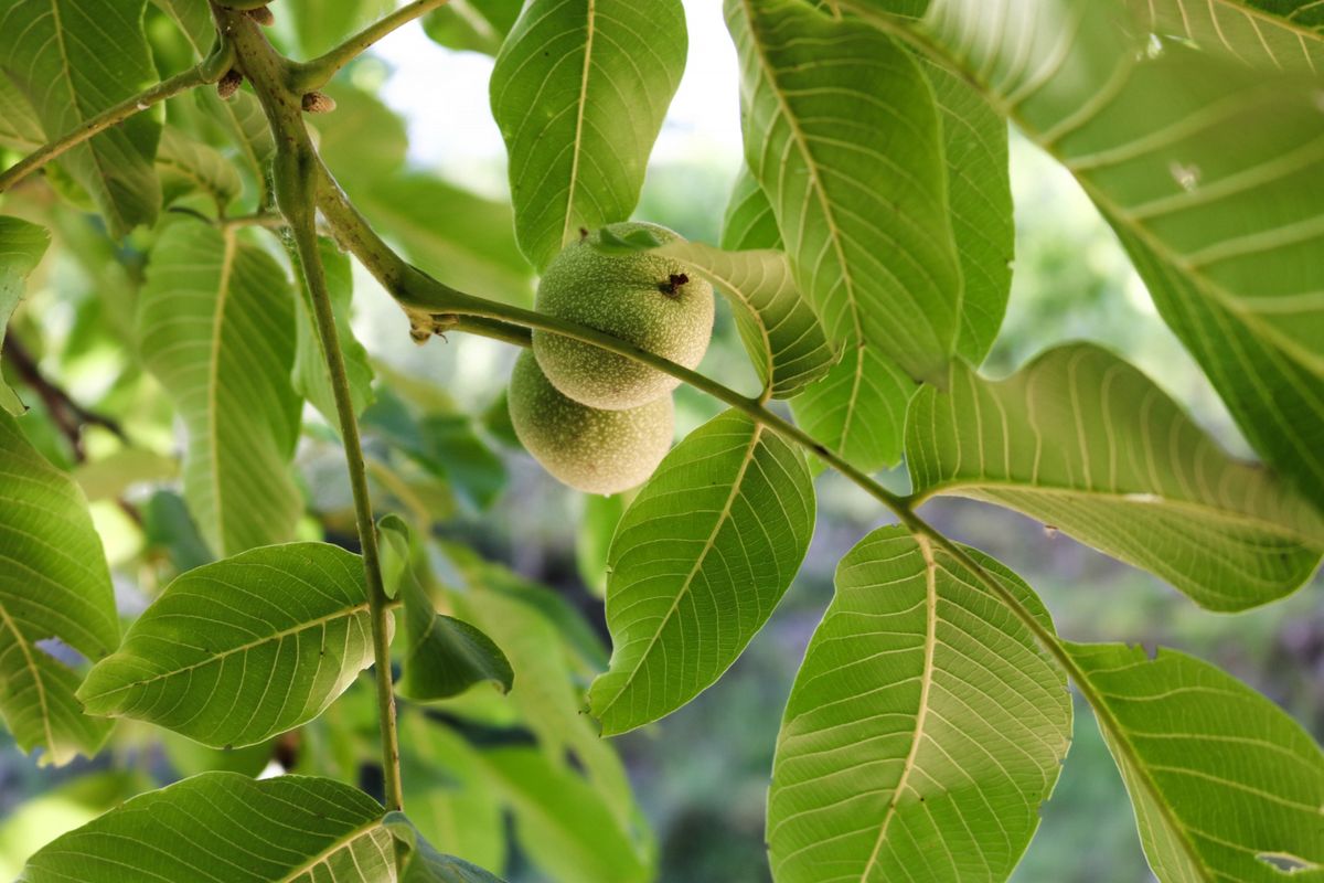 Daun jambu biji, salah satu obat sakit gigi alami.