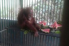 Choki, Bayi Orangutan dengan Luka Bacok di Kepala