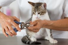 5 Tips agar Kucing Tenang saat Potong Kuku