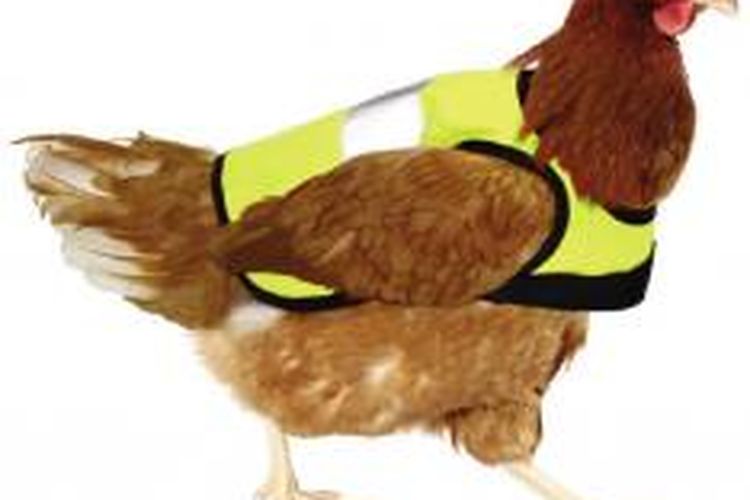 Ayam berjaket