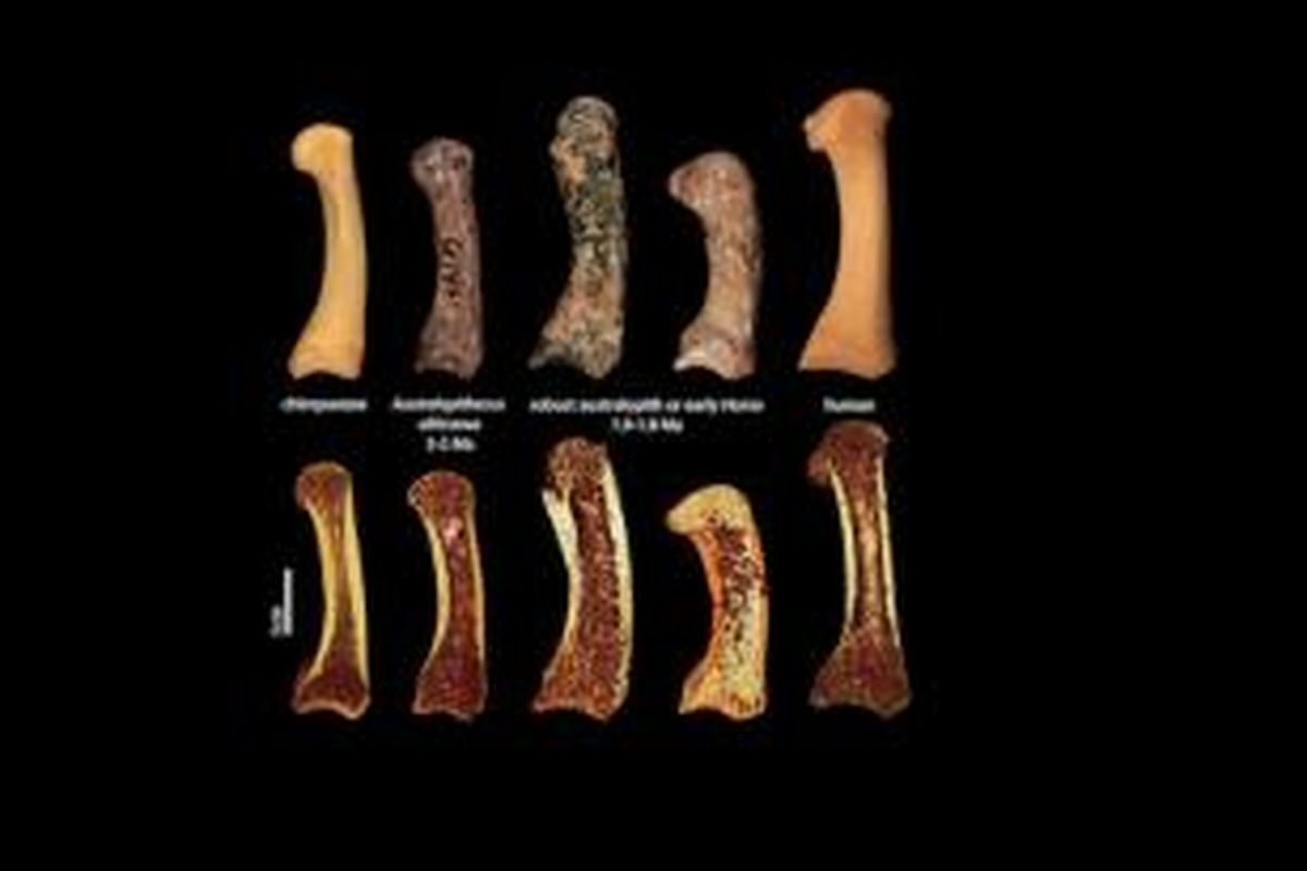 Dari kiri ke kana, tulang metakarpal dari simpanse,  Australopithecus africanus, dua spesimen dari Australopithecus pada era Homo, dan manusia. 