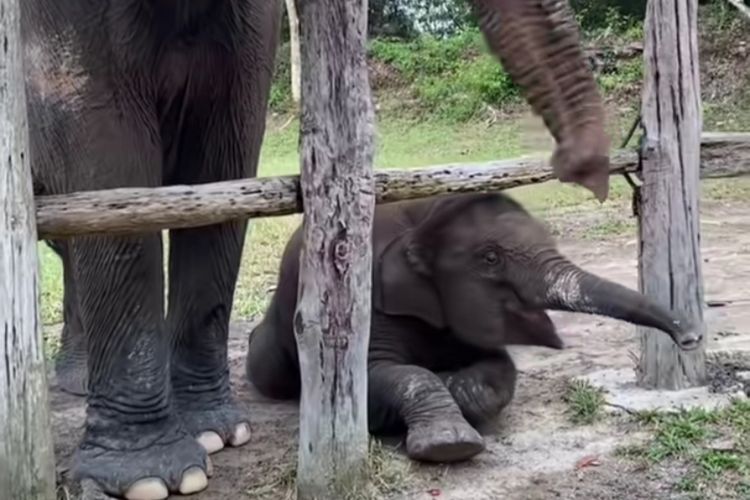 Misteri Kematian Tari, Anak Gajah Kehormatan Riau, Balai TNTN Tunggu Hasil Nekropsi di Bogor