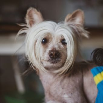 Ilustrasi ras anjing Chinese Crested.