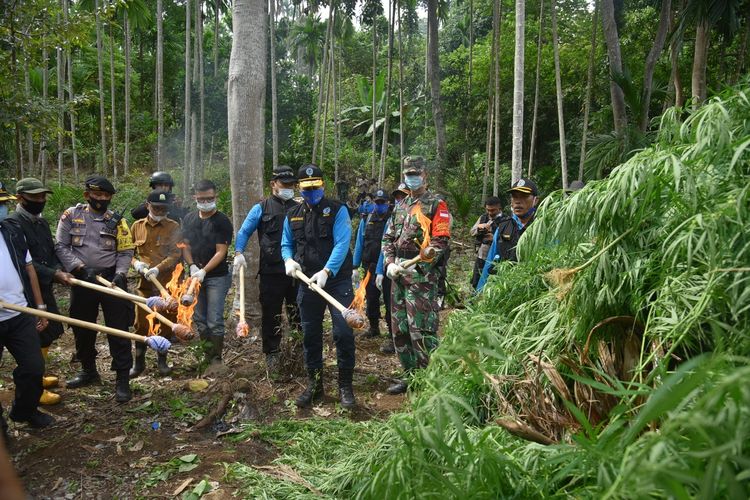 Badan Narkotika Nasional (BNN) Republik Indonesia membakar lima hektare ladang ganja di Desa Teupin Reusep, Kecamatan Sawang, Aceh Utara, Selasa (3/11/2020).