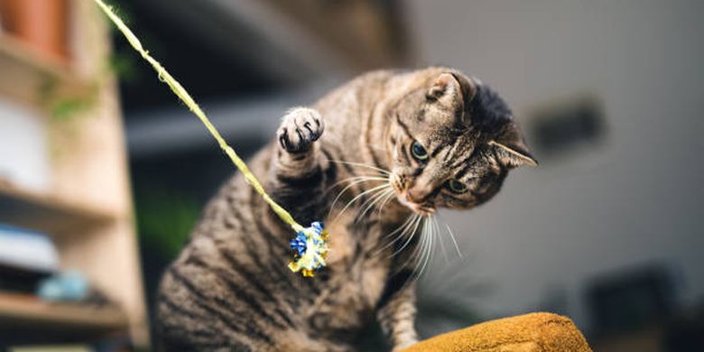 cara menunjukkan kasih sayang kepada kucing.