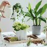5 Tips Membuat Container Garden bagi Pemula 