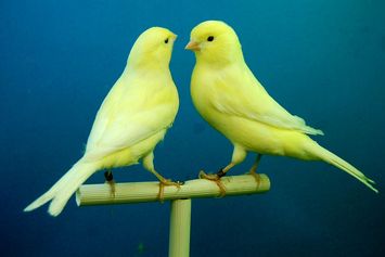 Mengenal Ciri-Ciri Kenari Jantan dan Betina, Apa Saja?