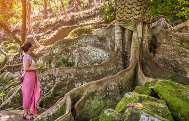 Wisata di Bali, Jangan Nekat Kencing di Pohon! Halaman all ...