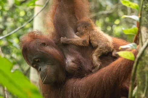 Kenalkan Sinar, Bayi Orangutan Penghuni Baru Taman Nasional Gunung Palung