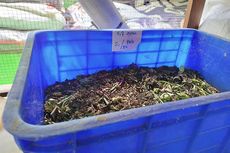 TPS Ketapang di Gambir Pakai Larva untuk Reduksi Sampah, Warga Didorong Ikut Budi Daya
