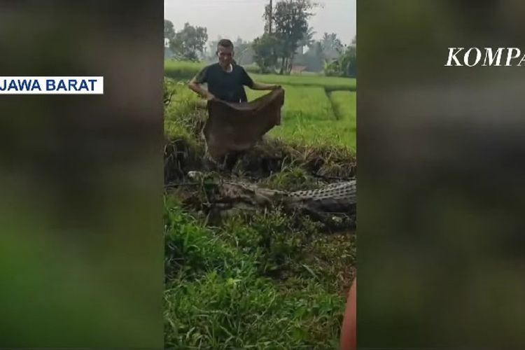 Momen warga menangkap buaya lepas karena penangkarannya jebol, di Kampung Gunung Calung, Kelurahan Sayang, Kecamatan Cianjur, Kabupaten Cianjur, Jawa Barat, Kamis (3/10/2024).