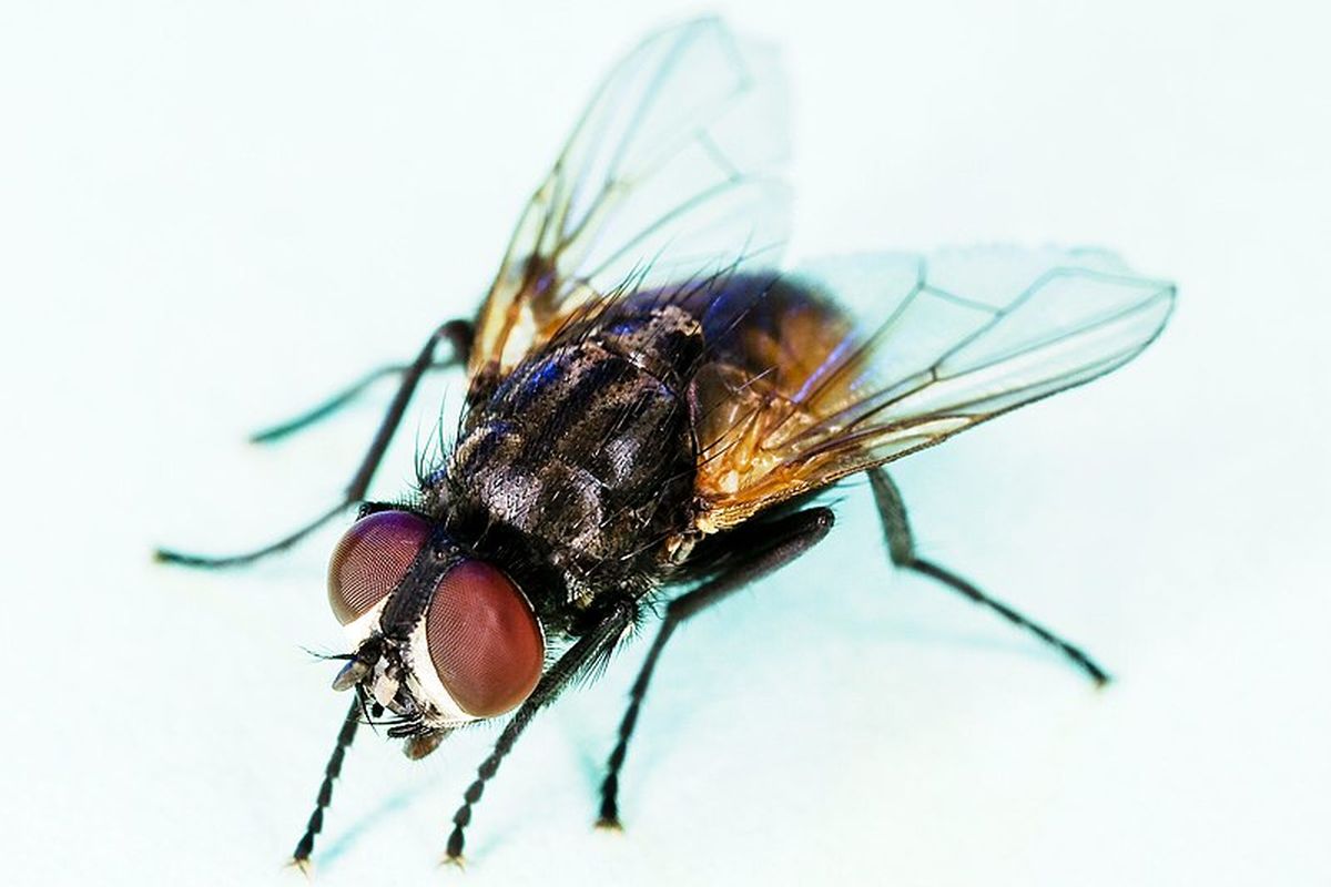 Ilustrasi lalat rumah atau housefly