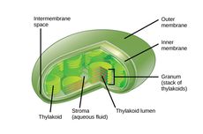 Kloroplas: Struktur dan Fungsinya