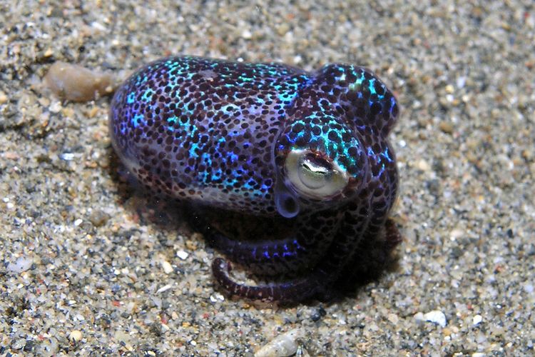 Ilustrasi cumi-cumi bobtail (Euprymna berryi). NASA membawa tardigrade dan bayi cumi-cumi bobtail dalam misi ke luar angkasa. Kedua hewan ini akan diluncurkan ke Stasiun Luar Angkasa Internasional (ISS) pada pekan depan.