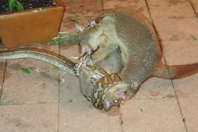 Inilah gambar yang memperlihatkan induk Possum bertarung dengan ular Piton untuk menyelamatkan anaknya.