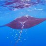 Habitat Baru Pari Manta Karang Ditemukan, Perluasan Zona Lindung Mendesak