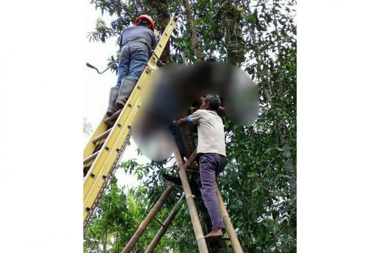 Petugas mengevakuasi jasad Aminudin Yatimin (67), warga Desa Nampudadi RT 6 RW 7, Kecamatan Petanahan, Kebumen, Jawa Tengah, yang tersangkut di atas pohon usai tersengat listrik bertegangan tinggi, Rabu (18/10/2017).