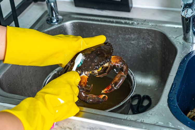 Ilustrasi cara membersihkan kepiting segar. 