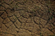 Prospek Kinerja Sawit Sumbermas (SSMS) Usai Akuisisi Perusahaan