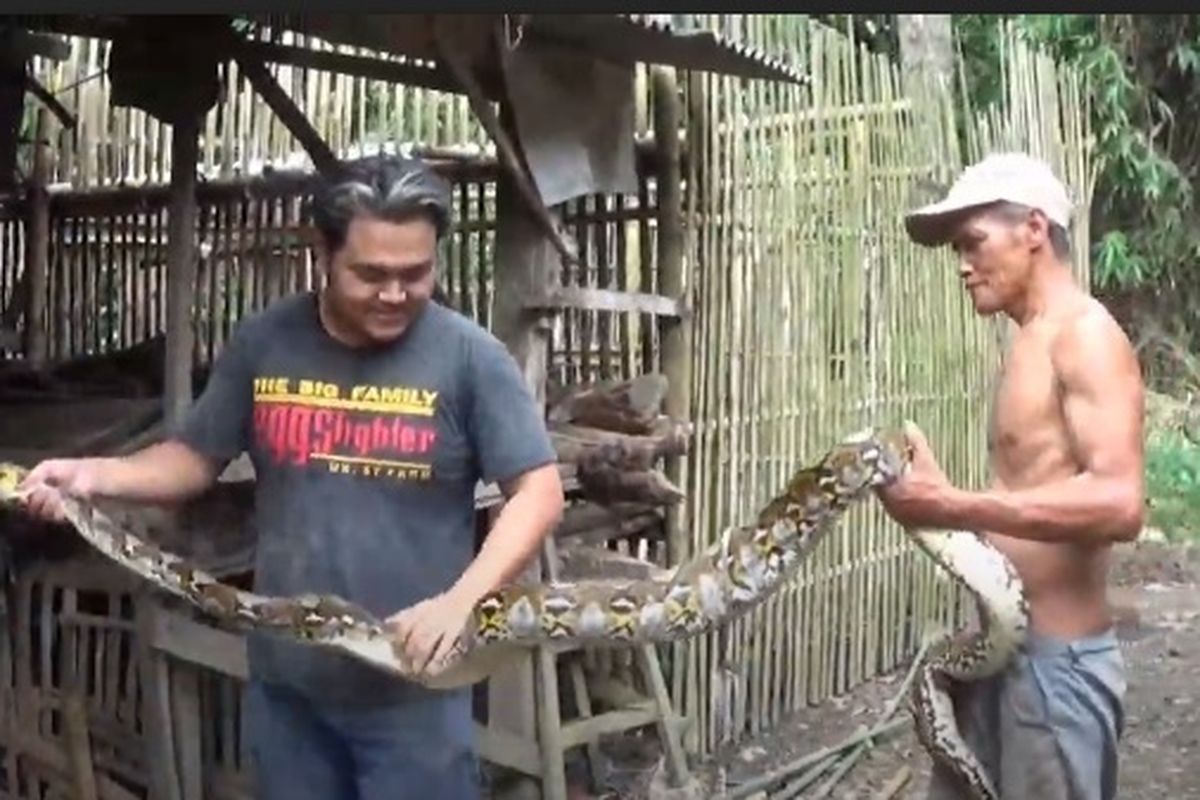 Ular Piton sepanjang 3 meter yang memangsa ayam milik Saroni warga Desa Durenan, Kecamatan Sidorejo, Kabupaten Magetan, diamankan warga dengan cara ditembak menggunakan senapan angin. Salah satu ular yang sempat menyatroni kandang ayam milik Saroni berhasil lepas menuju ke sungai. *** Local Caption *** Ular Piton sepanjang 3 meter yang memangsa ayam milik Saroni warga Desa Durenan, Kecamatan Sidorejo, Kabupaten Magetan, diamankan warga dengan cara ditembak menggunakan senapan angin. Salah satu ular yang sempat menyatroni kandang ayam milik Saroni berhasil lepas menuju ke sungai.