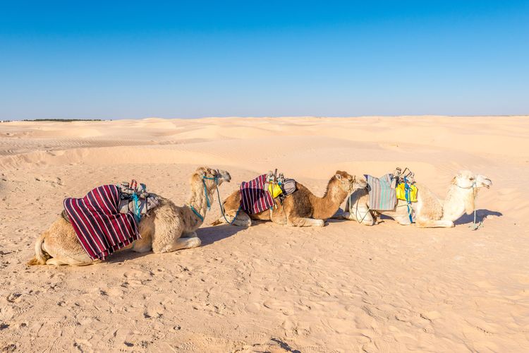 Ilustrasi padang pasir di Kebili, Tunisia salah satu kota paling panas di dunia