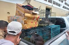 Penyelundupan 7 Kanguru Papua dari Ambon ke Surabaya Digagalkan