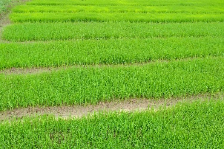 Ilustrasi tanaman padi sistem jajar legowo