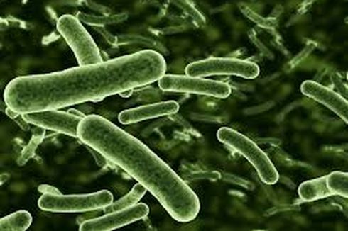 Archaebacteria: Pengertian, Ciri-ciri, dan Pengelompokannya