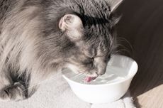 8 Cara Membuat Kucing Doyan Minum Air