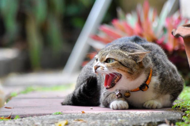 Kucing Berlarian Panik Sebelum Gempa Bogor, Hewan Bisa Mendeteksi Bencana?