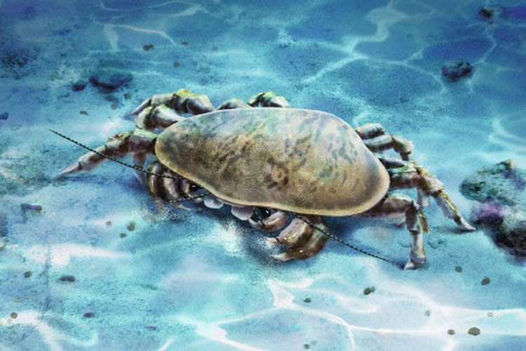 Fosil Krustasea Purba Ini Punya Rahang Super Kuat, Hidup 251 Juta Tahun Lalu