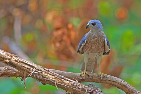 4 Fakta Burung-burung Raptor yang Bermigrasi ke Hutan Indonesia