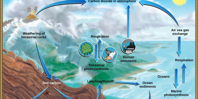 How Does the Carbon Cycle Occur?  page all