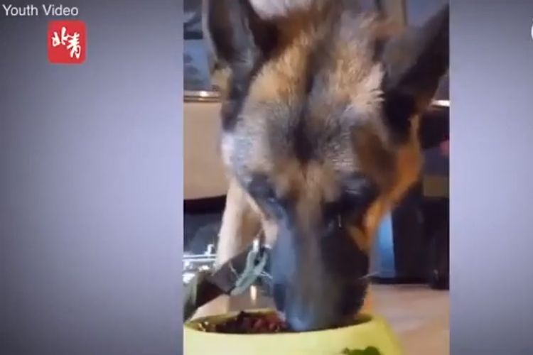 Anjing german shepherd menangis setelah pemiliknya memberi cabai untuk dimakan.