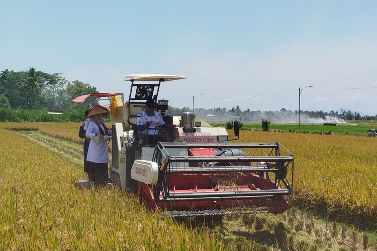 Panen padi petani Banyuwangi. 