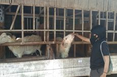 Konsumsi Daging Domba di Jabar Masih Rendah