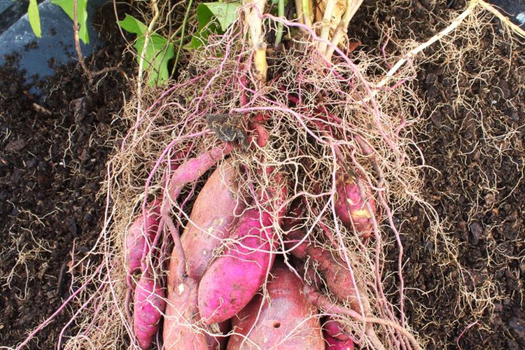 Ilustrasi ubi jalar, ubi jalar ungu, menanam ubi jalar ungu di pot.