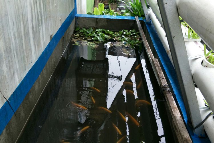 Kolam ikan nila merah yang dibangun di atas saluran air RT 001 RW 001 Kelurahan Pengadegan, Jakarta Selatan, Rabu (25/4/2018).