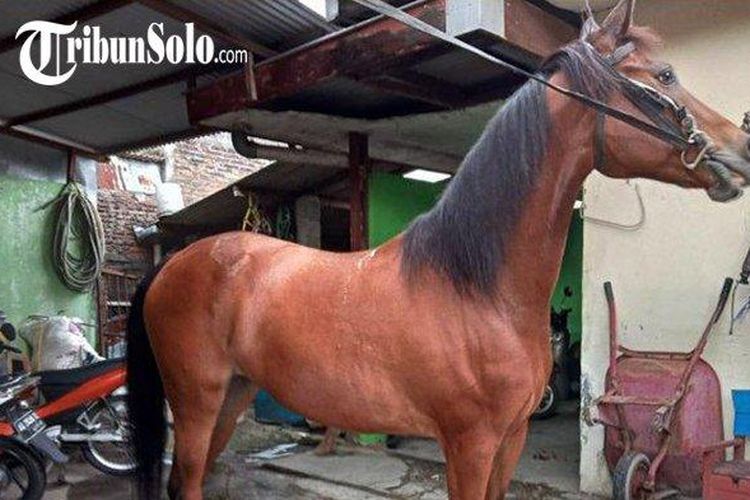 Kuda bernama Agustin yang menjadi kepercayaan keluarga Jokowi itu digunakan untuk kirab dalam pernikahan Kaesang Pangarep dan Erina Gudono pada 11 Desember 2022. Kuda itu mempunya rekam jejak baik.