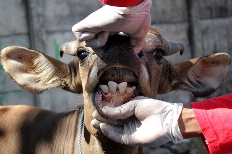 Petugas Dinas Pertanian  dan Perikanan Kota Makassar memeriksa kesehatan mulut sapi saat pemeriksaan kondisi hewan kurban di Makassar, Sulawesi Selatan, Jumat (24/7/2020). Pemeriksaan tersebut untuk memastikan hewan kurban yang diperjualbelikan di daerah itu dalam kondisi sehat dan layak disembelih pada Idul Adha 1441 H.