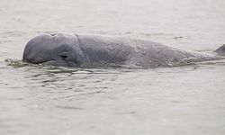 Dari Pesut ke Badak, Bappenas Tekankan Nilai Ekonomi Biodiversitas