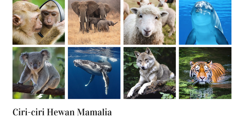 Characteristics of Mammals Page all