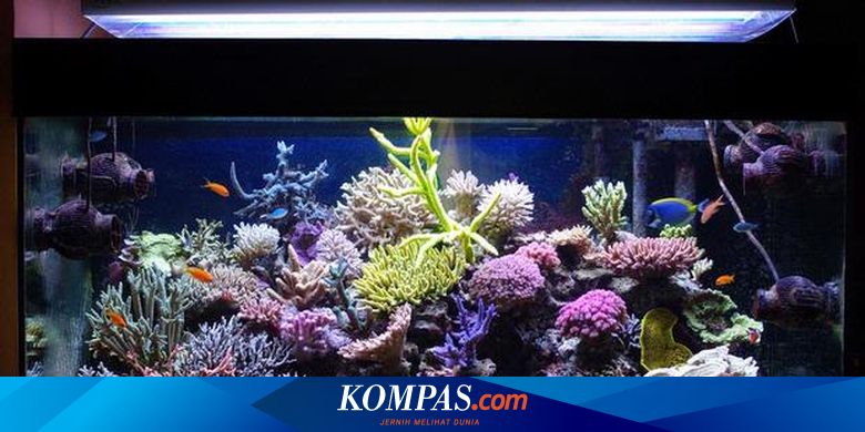 480 Koleksi Contoh Lampu Aquarium Gratis