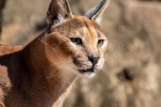 Caracal, Kucing Eksotis yang Bisa Jadi Hewan Peliharaan