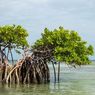 Di Tengah Gencarnya Jargon Karbon Biru, Mangrove dan Lamun Menyusut