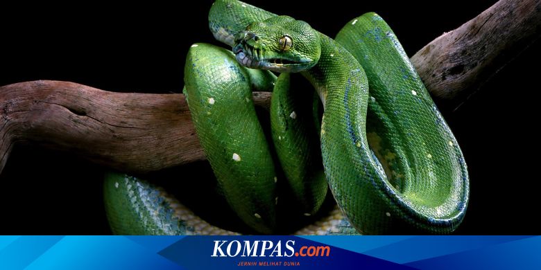 Talabalarning jinsiy buzuqligi